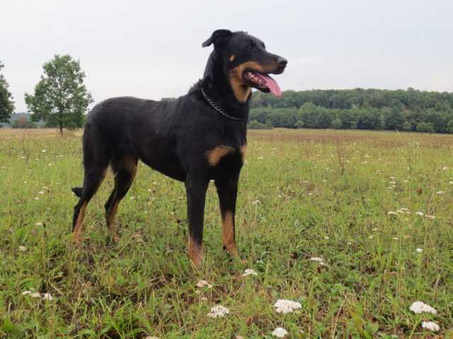 Arista z Odasu | Beauceron 