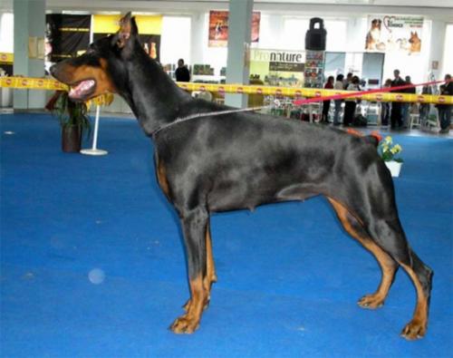 Ak-Yar Rashel | Black Doberman Pinscher