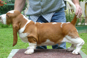 Gepetto van Hollandheim | Basset Hound 