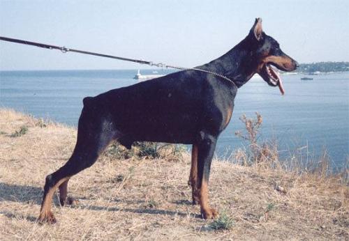 Ak-Yar Pasadoble | Black Doberman Pinscher