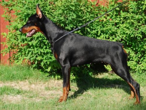 Katia Daker | Black Doberman Pinscher