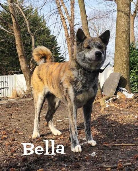 Akane Tora Tenshi | Akita 