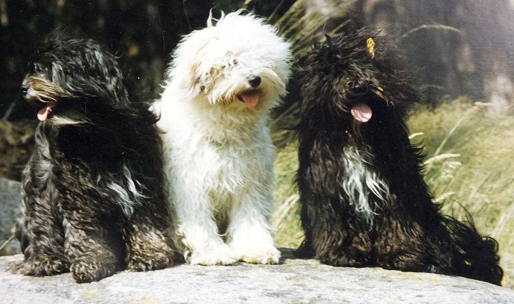 TOMPA LAMLEH VON NAMASCHU | Tibetan Terrier 