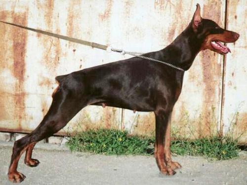 Ak-Yar Etual | Brown Doberman Pinscher