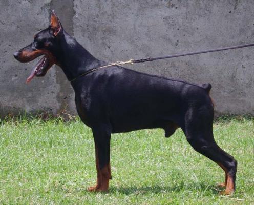 Teraline Idaho | Black Doberman Pinscher