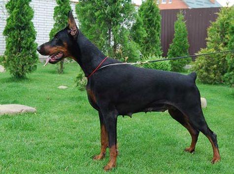 Zolotaya Dinastiya Margaret | Black Doberman Pinscher