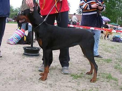 Akmi v. Haus Erfullungen Vunschen | Black Doberman Pinscher