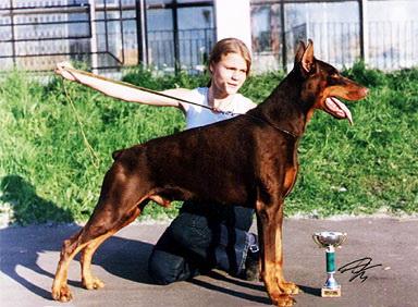 Alastor Concorde | Brown Doberman Pinscher