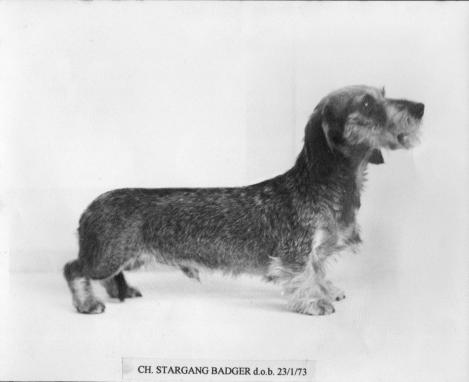 Stargang Badger | Dachshund 
