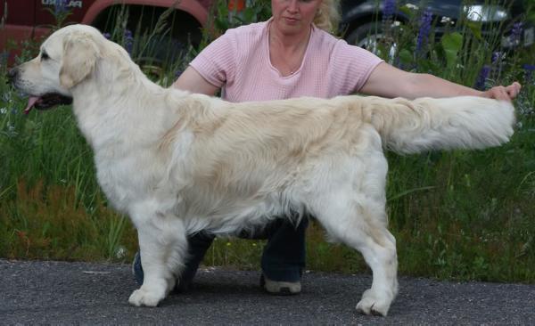 Ritzilyn Top Hat N Tails | Golden Retriever 