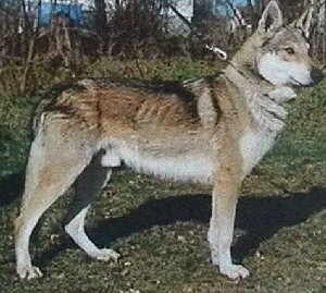 Astor z Javorinskej | Czechoslovakian Wolfdog 