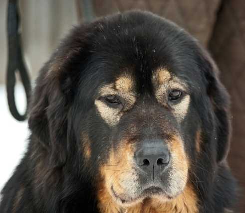 GORDOST NATSII LILING | Tibetan Mastiff 