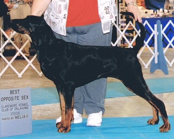 Southchase's Dare To Dream | Black and Tan Coonhound 