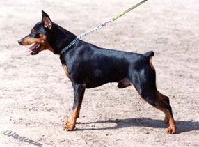 YAUD Me Beit Hamaayan | Miniature Pinscher 