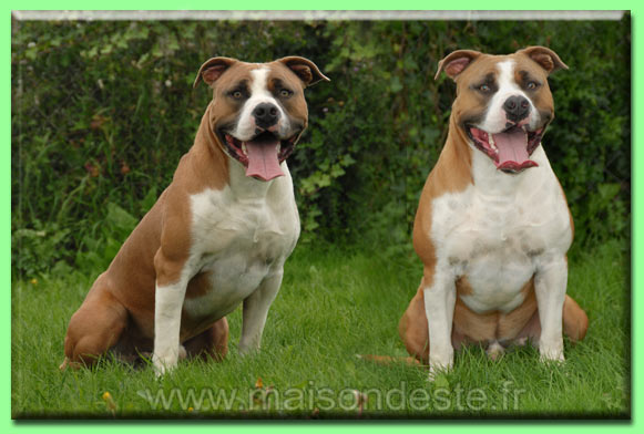 Cosmos de la maison d este | American Staffordshire Terrier 