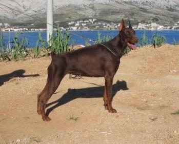 Gwendy of Blackmagic Land | Brown Doberman Pinscher