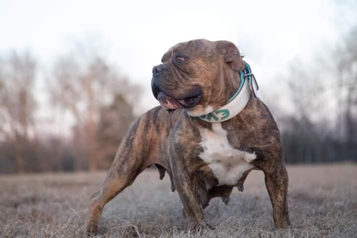 HookGrind's CoCO of SSOB | Olde English Bulldogge 