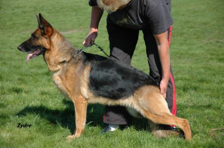 Stasi Oger Schloss | German Shepherd Dog 