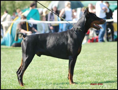 Borys z Po&#322;udniowego Wybrze&#380;a | Black Doberman Pinscher