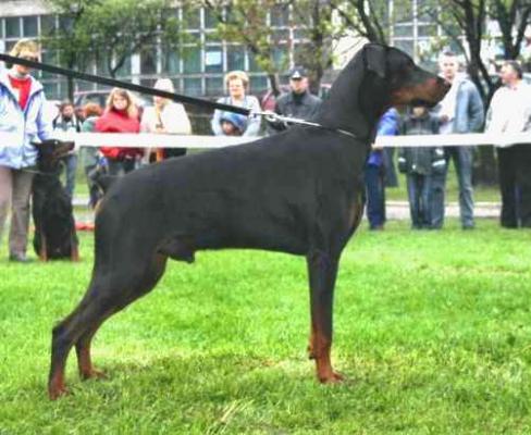 Nando z Rubinowego Lasu | Black Doberman Pinscher