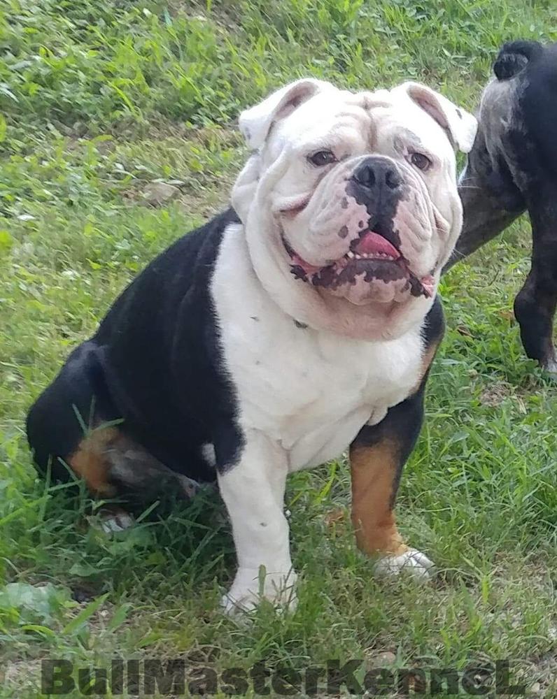 Bricks and Stones' Junior | Olde English Bulldogge 