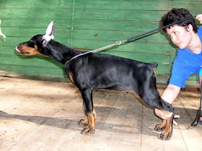 Pride of Russia Argus | Black Doberman Pinscher