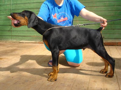 Pride of Russia Avreliy | Black Doberman Pinscher