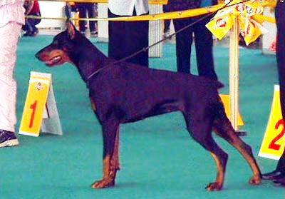 Anna Maria v. Diaqueen | Black Doberman Pinscher