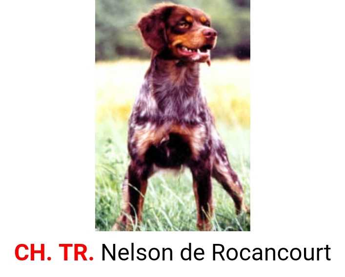 NELSON de Rocancourt | Brittany 