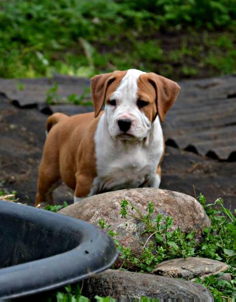 SEVERNAYA ZHEMCHUZHINA GERMES | American Staffordshire Terrier 