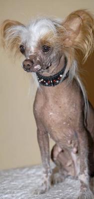 Laila | Chinese Crested 