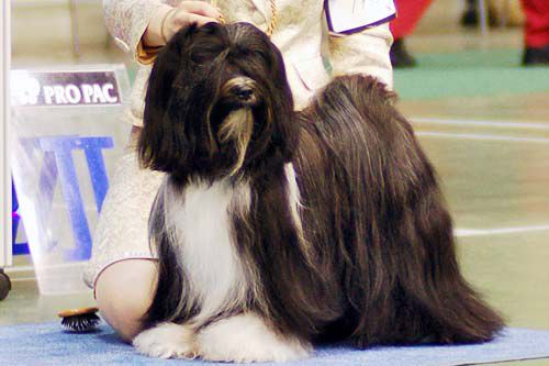 FALAMANDUS KICK ASS | Tibetan Terrier 