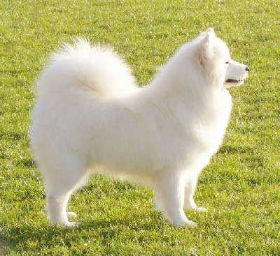 BAMBI OF XAMBA Yoshi and us | Samoyed 