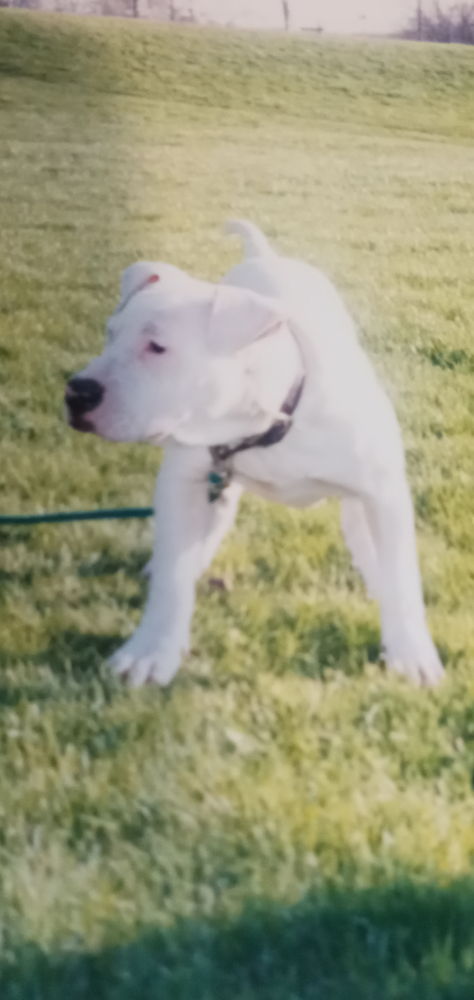 BOR Kaos | American Bulldog 