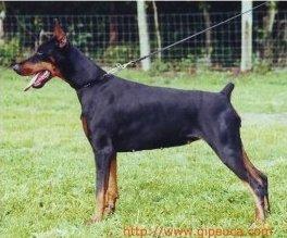 Ashley de Gipeuca | Black Doberman Pinscher