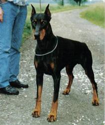 Zador v. Stevinhage | Black Doberman Pinscher