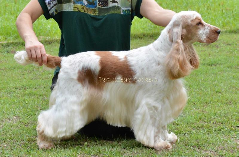 Pequizeiro Pris | English Cocker Spaniel 