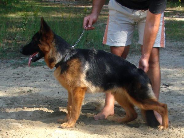 FARGAZ z Lesnego Justynowa | German Shepherd Dog 