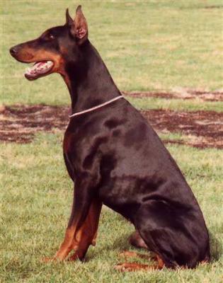 Phoenix v. Norden Stamm | Black Doberman Pinscher