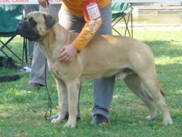 Pi-Et-Ra Charles From Horseshoe | Bullmastiff 