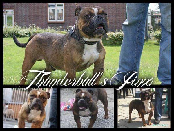 Thunderbulls Jinx | Olde English Bulldogge 