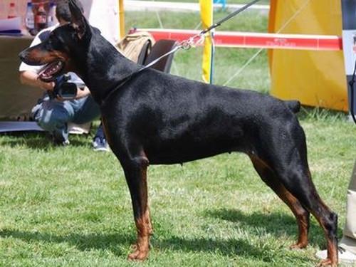 Tom-Dober Irina | Black Doberman Pinscher