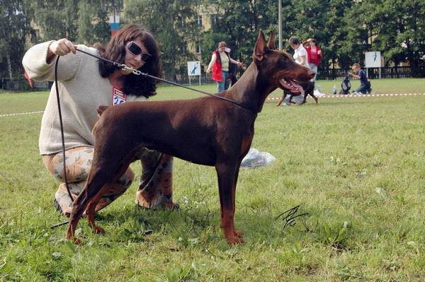 Lira Lital iz Doma Liuvira | Brown Doberman Pinscher