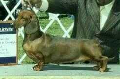 Passport Prelude To A Kiss | Dachshund 