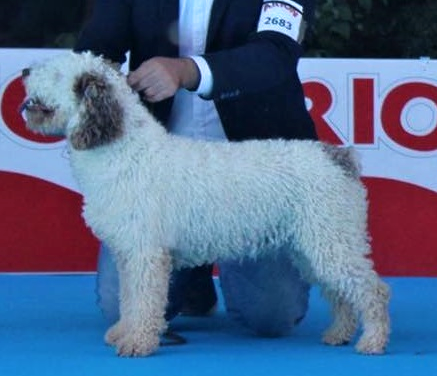 Himeko de los Cerros de Quinto | Spanish Water Dog 