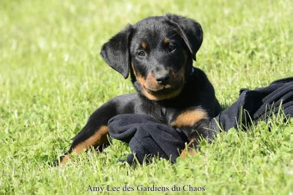 Amy Lee des Gardiens du Chaos | Beauceron 