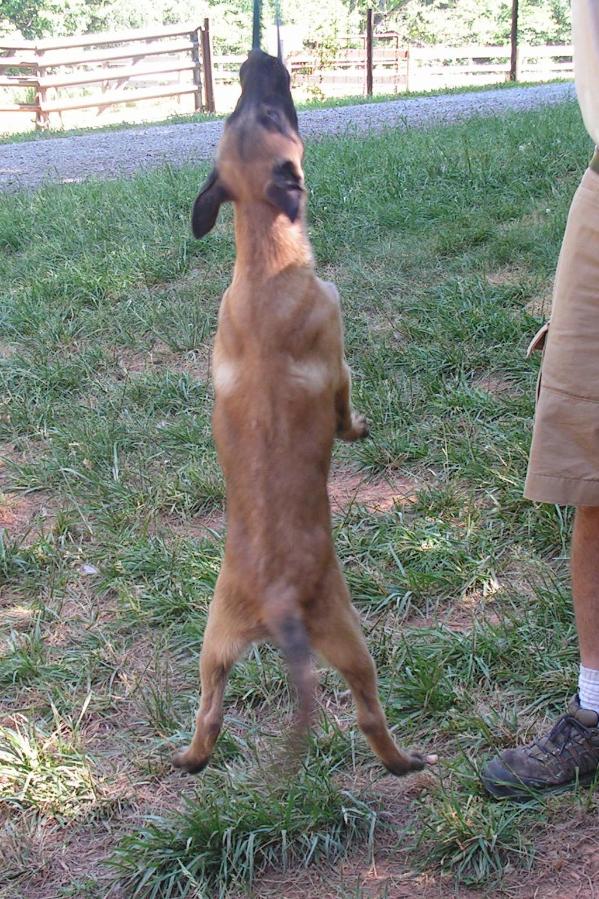 Cruz | Belgian Malinois 