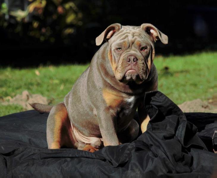 Von der Wewelsburg Askan | Olde English Bulldogge 