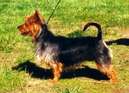 Tanamier's Aya | Australian Terrier 