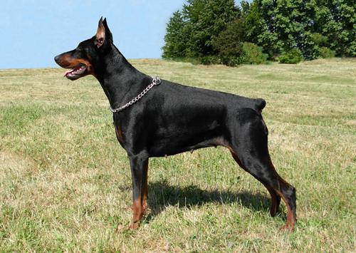 Holly od Dvou Lvu | Black Doberman Pinscher